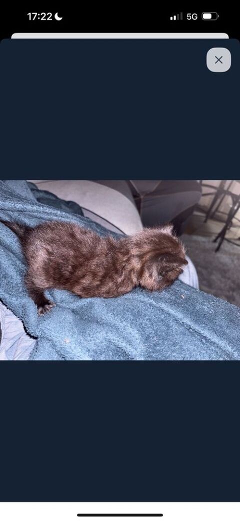 dernier chaton de la porte 500 vry (89)