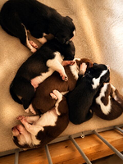   6 adorable chiot à réserver  