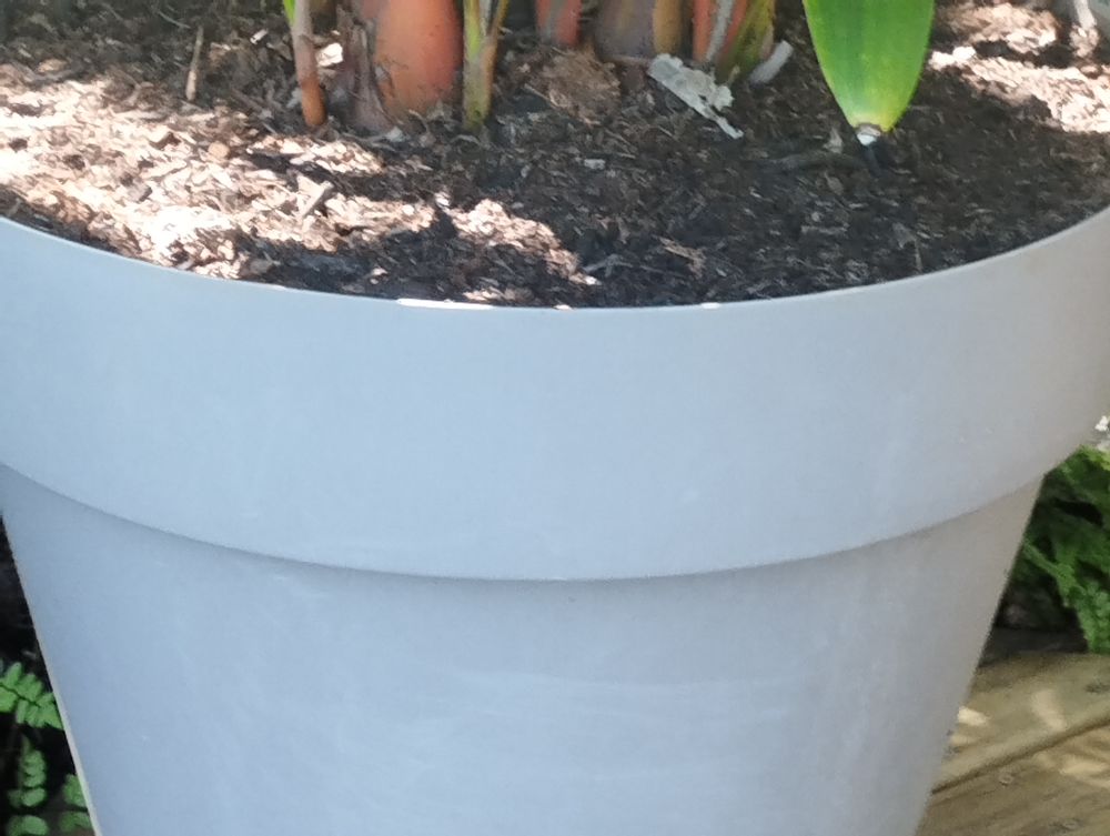 Palmier rouge &agrave; l&egrave;vres de 3m de hauteur Jardin