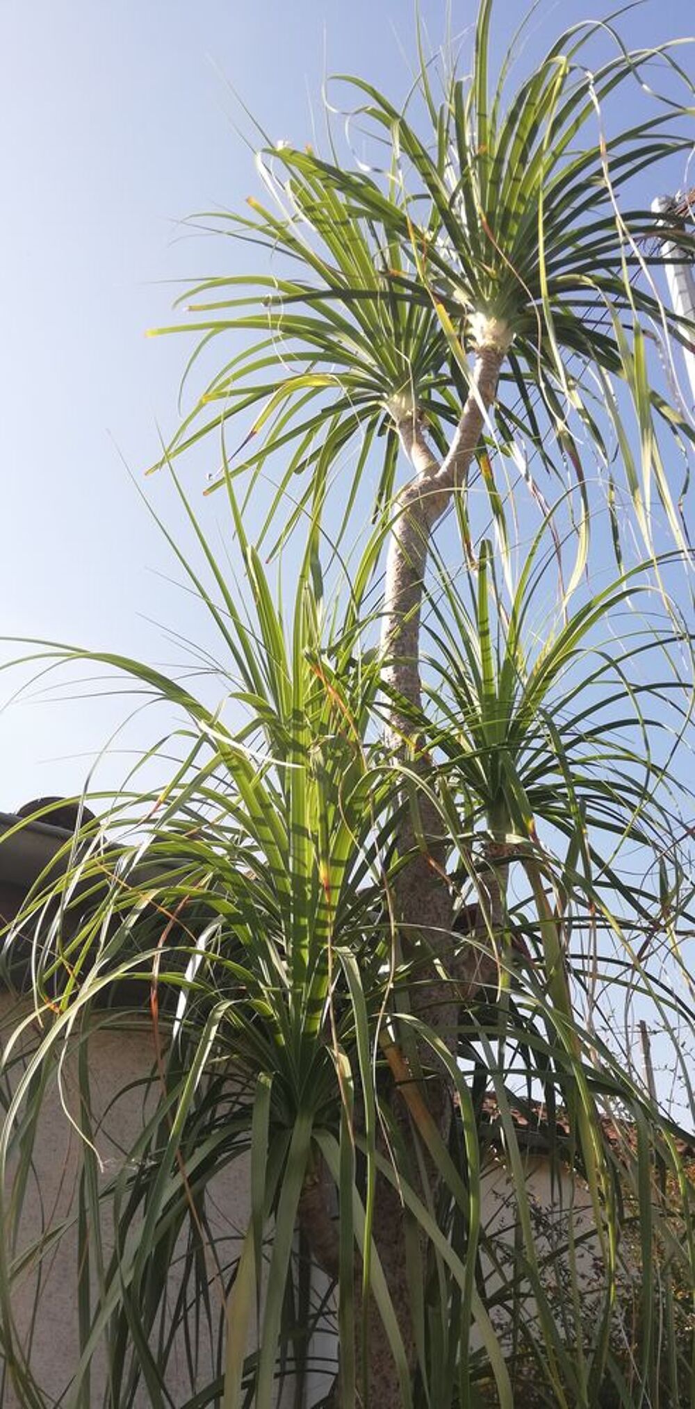 Vend Beaucarmea Recurvata
Jardin