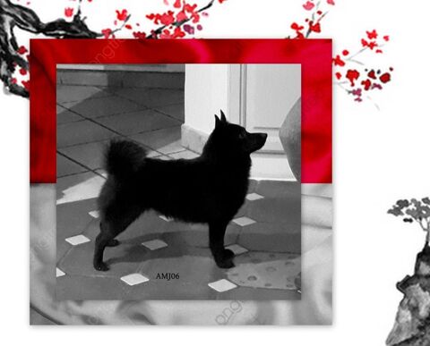 A r&eacute;server 2 chiots m&acirc;le Schipperkes
900 06800 Cagnes-sur-mer