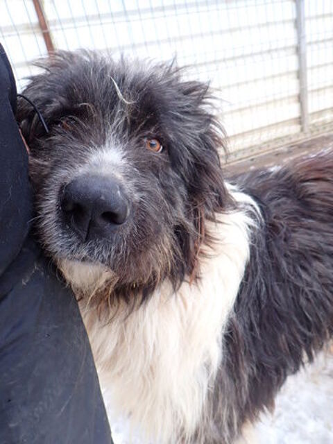 Tauriel &agrave; l'adoption 300 42000 Saint-�tienne