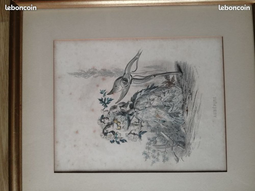 lot gravures graveur Granville fleurs plante femme fleur art 