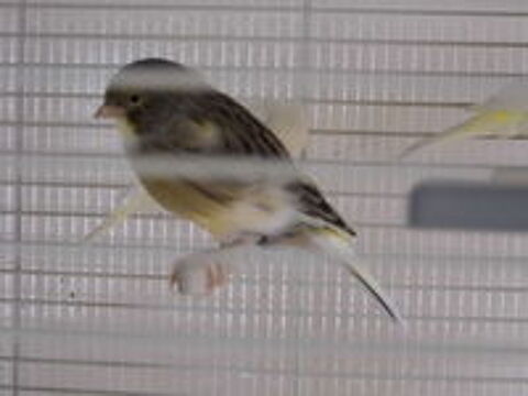   canari 