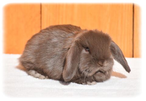 Lapereaux Nains B&eacute;liers  0 74930 Arbusigny