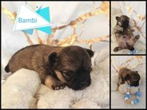   A réserver chiots chihuahua de petit gabarit  