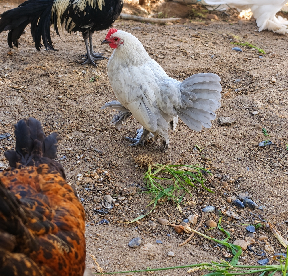   Coq sabelpoot  