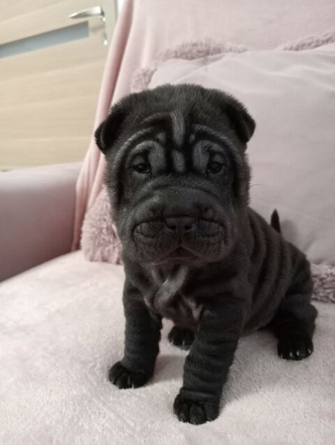 SHAR-PEI MINIATURE OU MINI-PEI 1500 69230 Saint-genis-laval