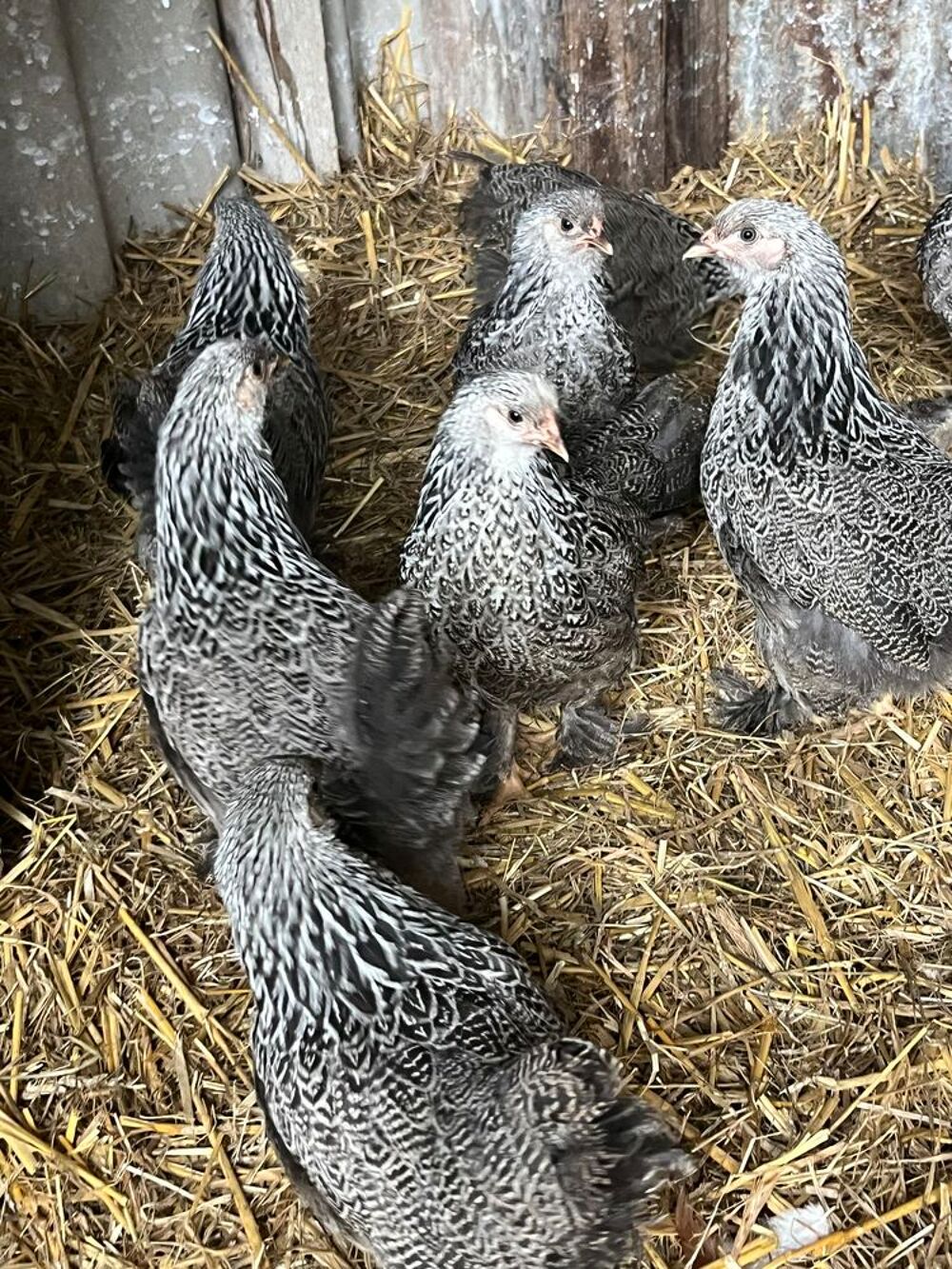   Poule brahma naine  