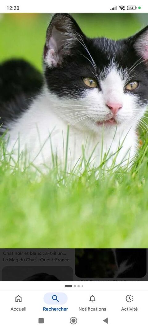 recherche un petit chaton 0 54120 Baccarat