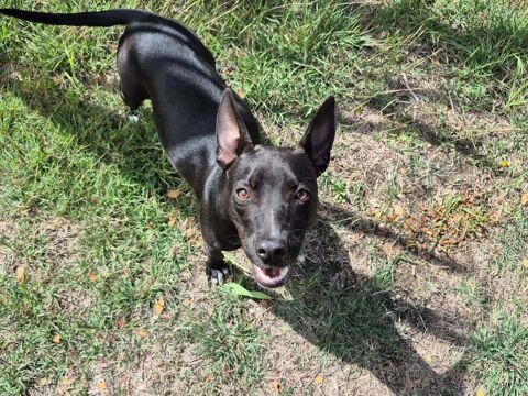 Naya, Femelle, X Berger, n&eacute;e le 18/08/2025 🐶 380 67000 Strasbourg