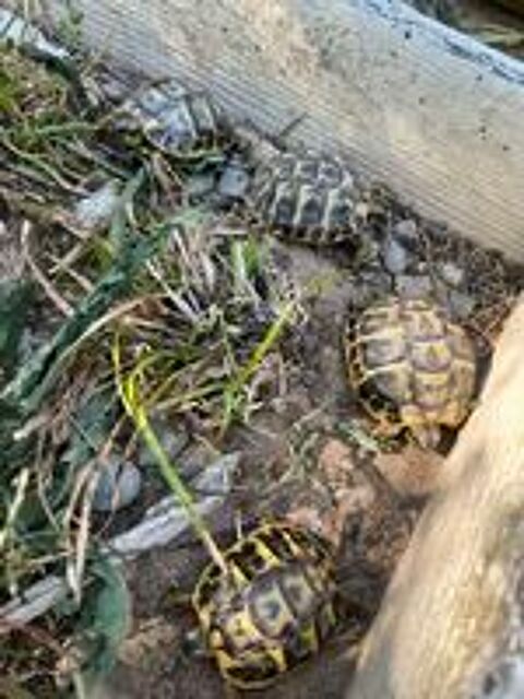   tortue de terre 