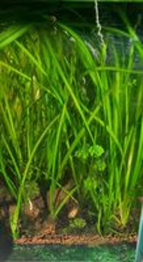   Plantes pour aquarium  