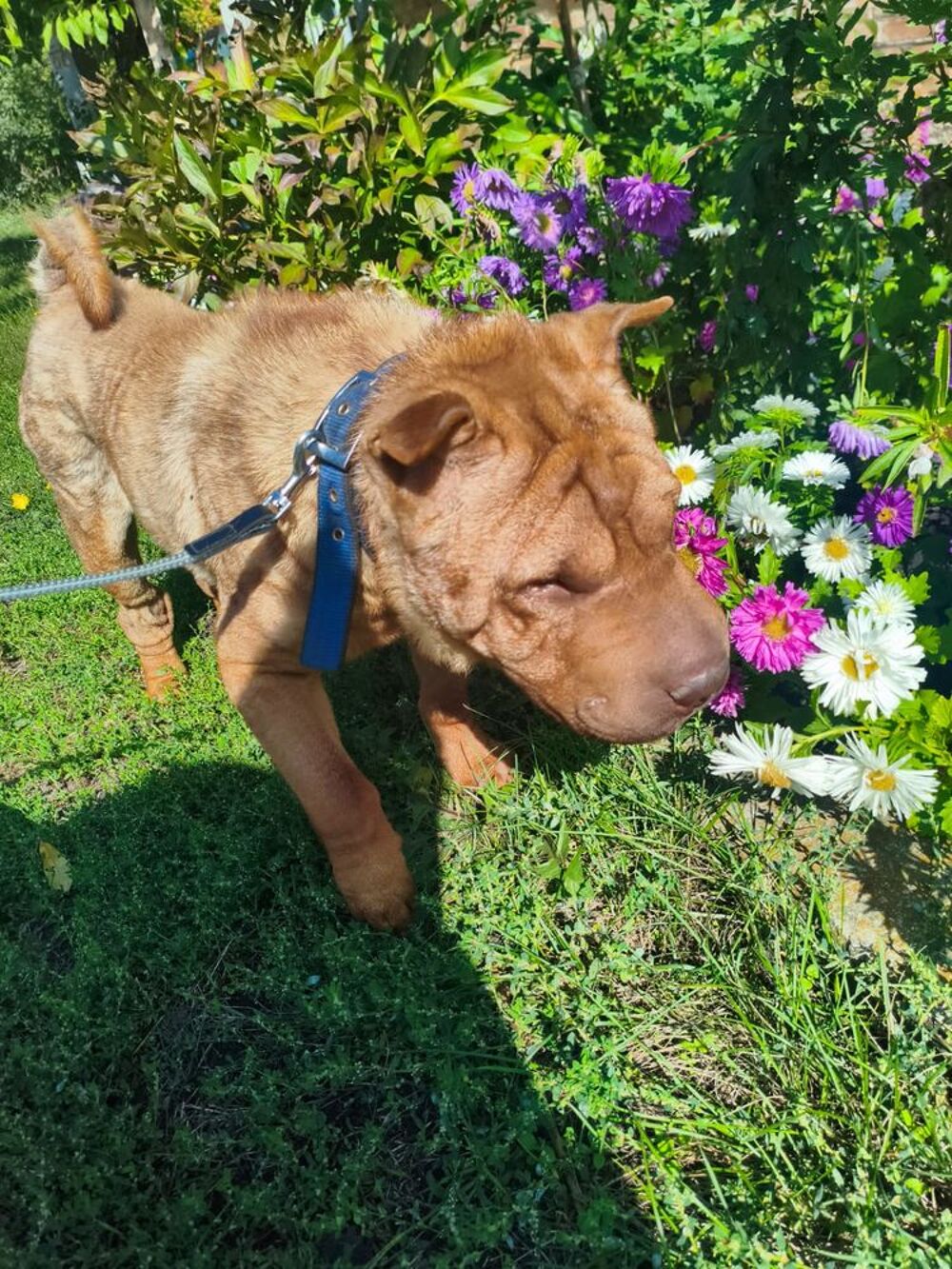   A L'ADOPTION TOM SE TROUVE DANS UN REFUGE EN UKRAINE 