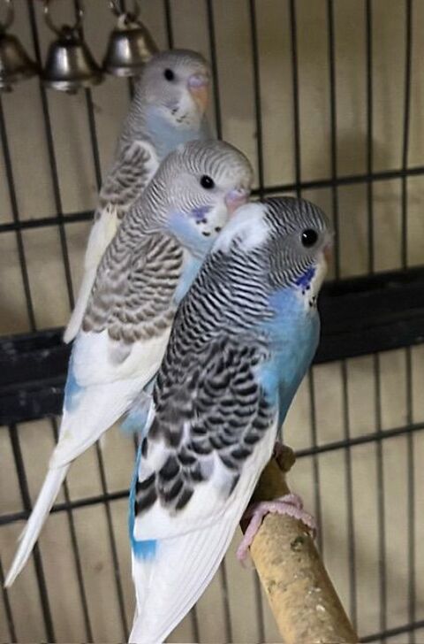 Perruches 0 87500 Saint-yrieix-la-perche