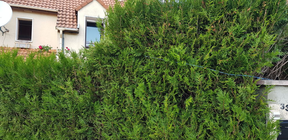 Cloture pour maison en Thuyas Jardin