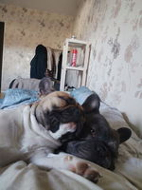   Saillies bouledogue francais blue  