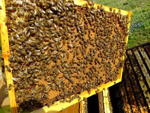 Essaim abeilles buck 150 08200 Sedan