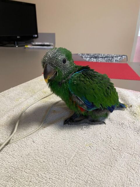 ECLECTUS RORATUS 600 45520 Chevilly