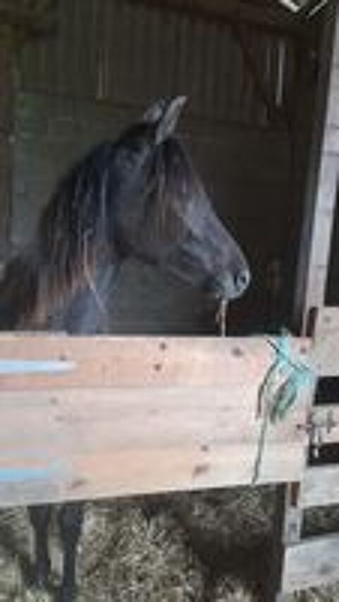   Magnifique pouliche demi sans arabe layla ds arabians  