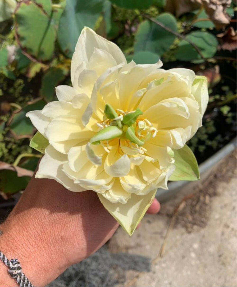 lotus like yellow antelope Jardin