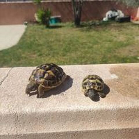   Tortues de terre hh 