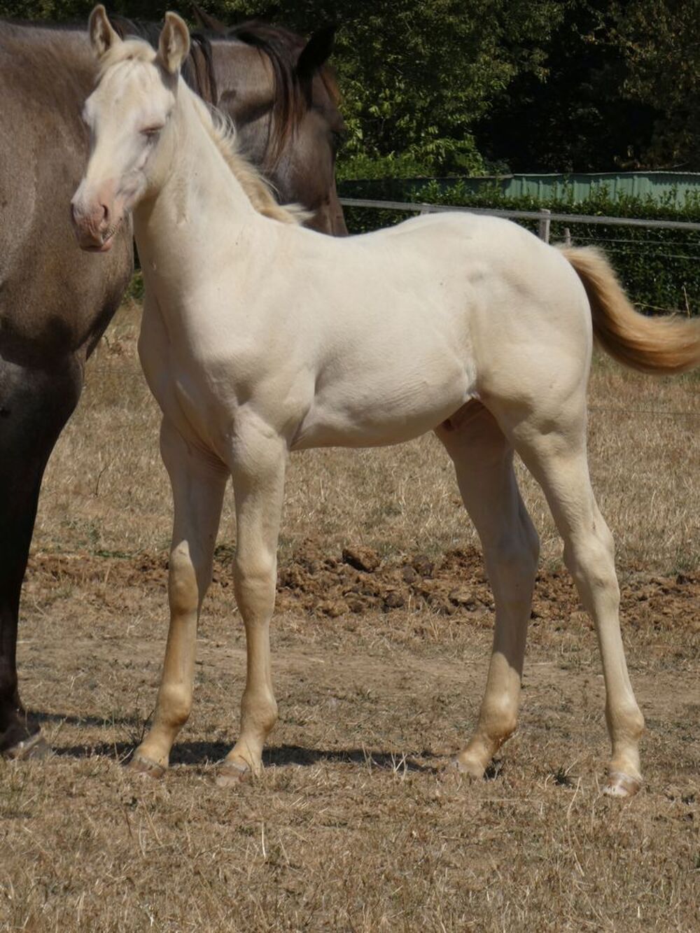   Poulain quarter horse fondation 