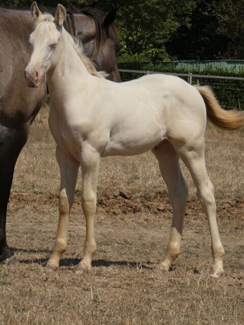 Poulain quarter horse fondation 4000 35600 Redon