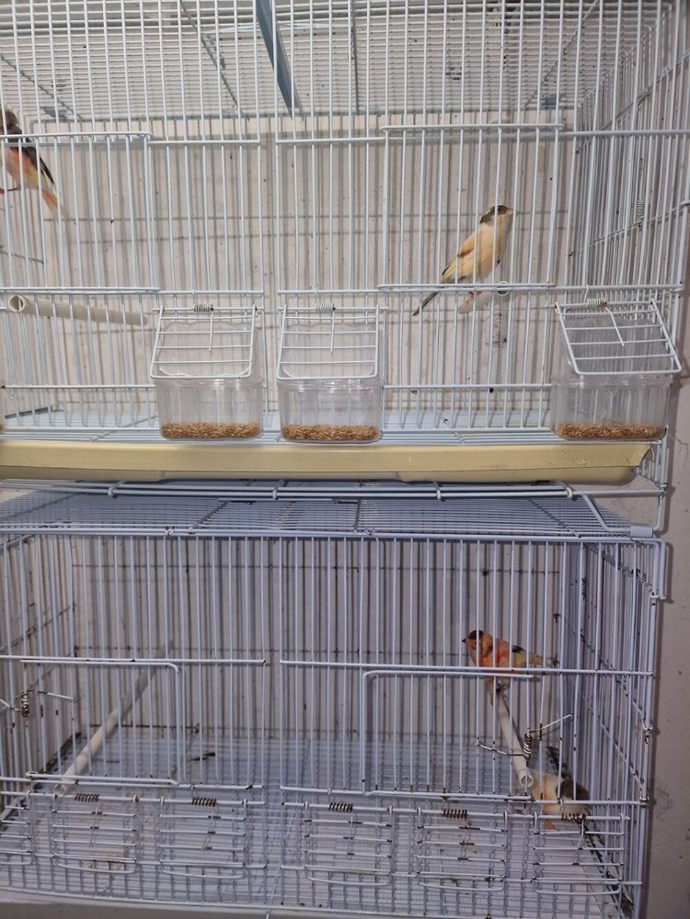   Cage pour canaris avec accessoire très bon état 