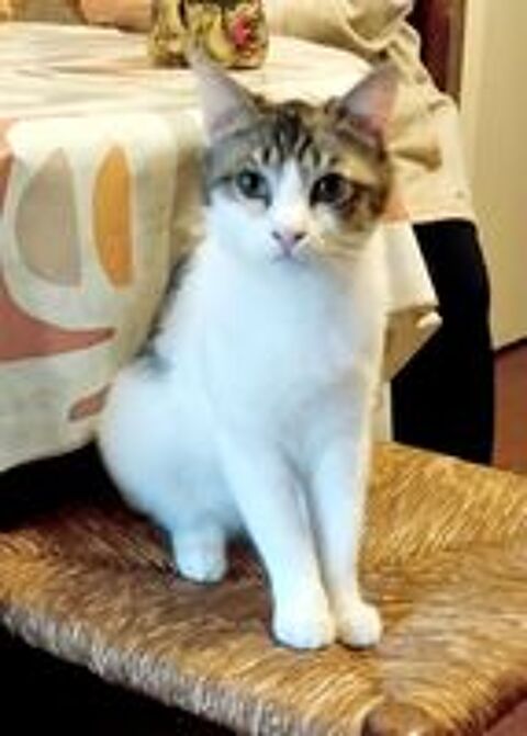   Pimprenelle 3 ans chatte isabelle A ADOPTER 