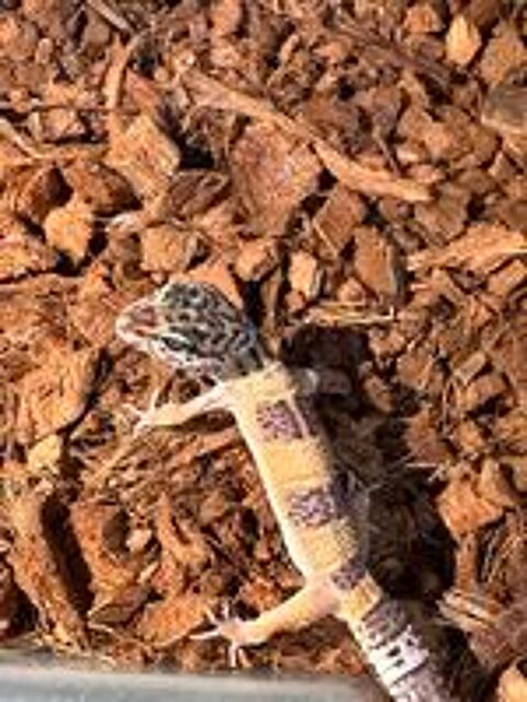   Bébés geckos léopard 4 