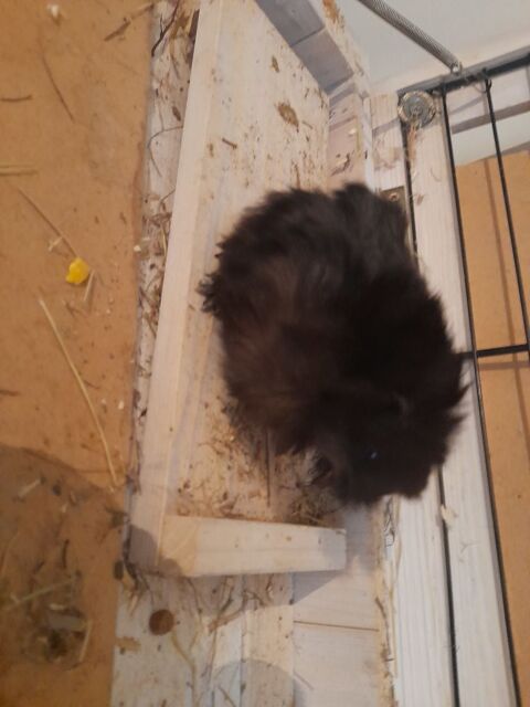 Bb cochon d'inde 10 30600 Vauvert