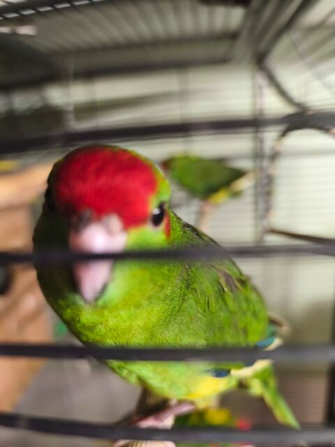 Perruche kakariki 50 76520 Boos