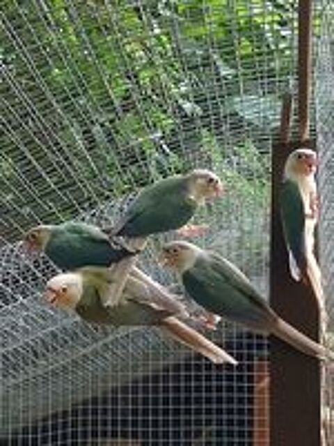   Conures annanas et turquoises  