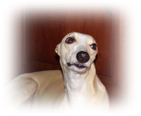 Arlen, chien L&eacute;vrier Whippet, disponible pour saillie 600 18340 Sainte-lunaise