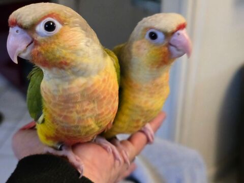 Conure de molinae ananas eam 250 77240 Vert-saint-denis