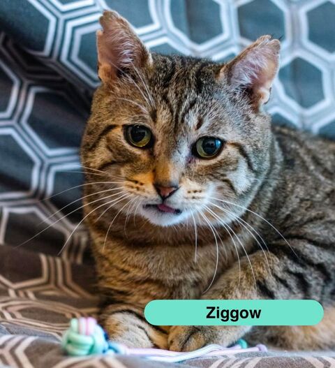 Ziggow, chat &agrave; adopter 180 44340 Bouguenais