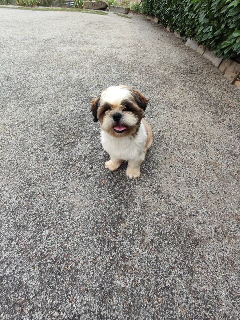 Male Shih Tzu 600 87320 Darnac