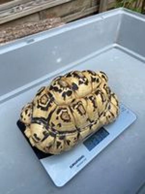   Tortue Pardalis  