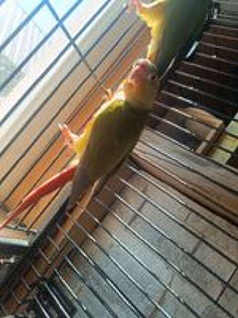   Échange conure  