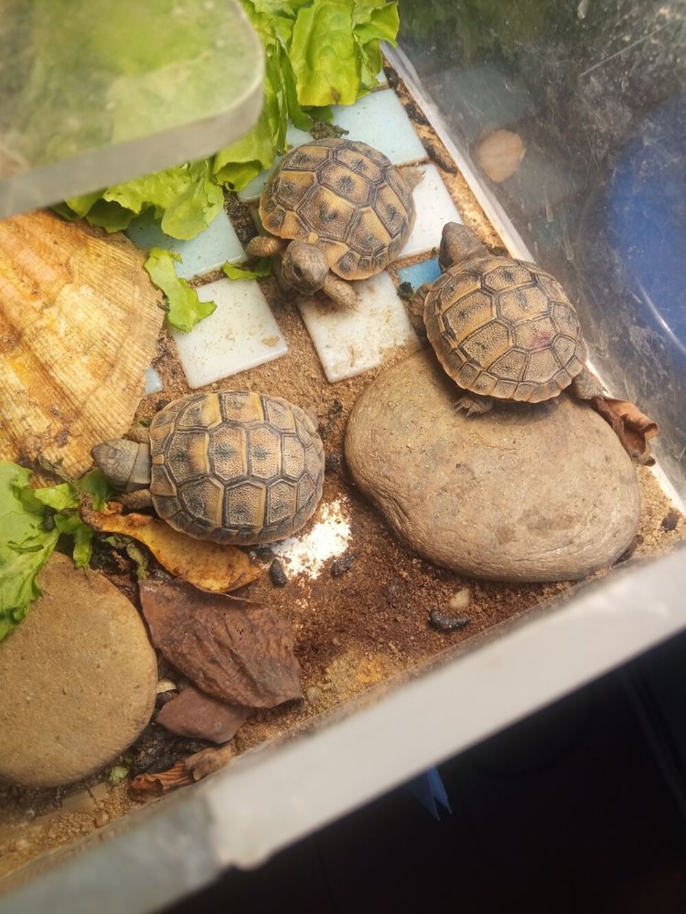   Bébés tortues Hermann  