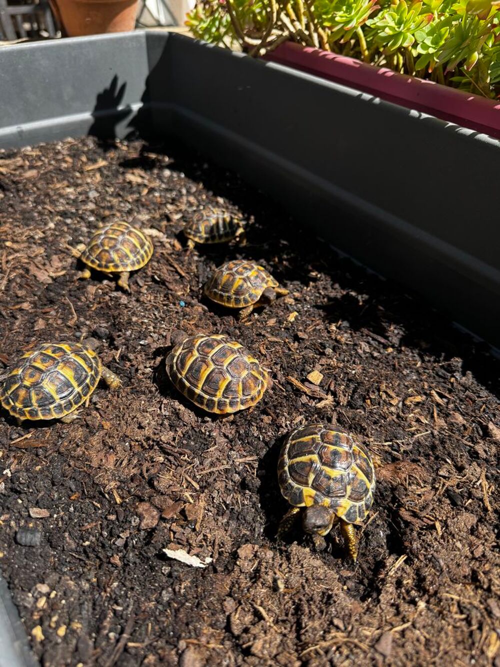   Tortues Juvéniles Grecque 