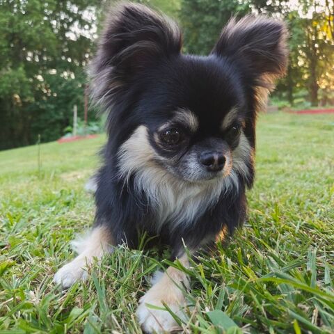 Chihuahua 2 ans poil long tricolore Noir -Beige - Feu 150 65700 Lahitte-toupière