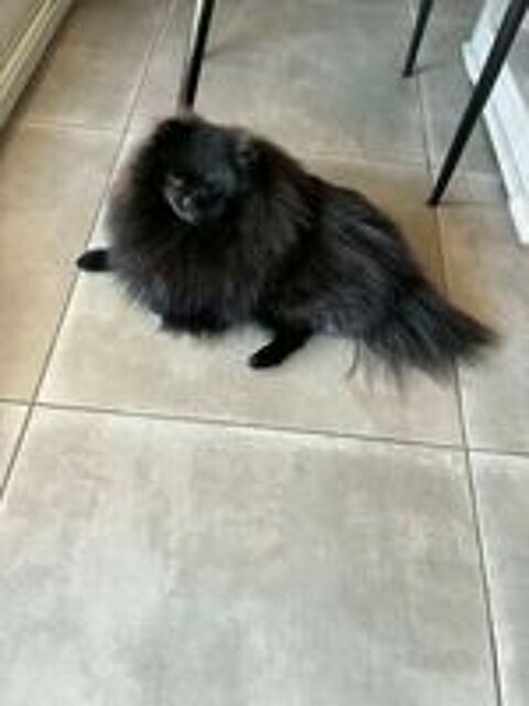   Sailie mâle spitz 