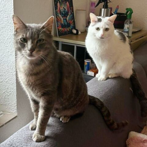 OREO et NEYMAR 1 26250 Livron-sur-drme