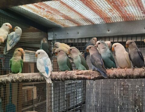 Roseicollis 30 61000 Alen�on