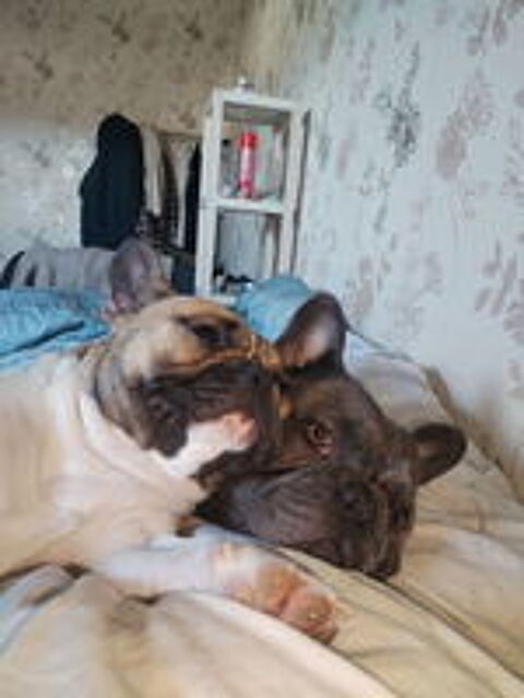   Saillies bouledogue francais blue  