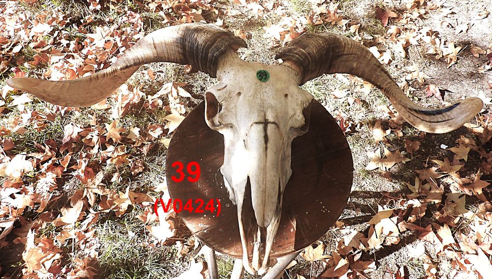 Cr&acirc;nes Ovin et d'antilope Springbock Décoration