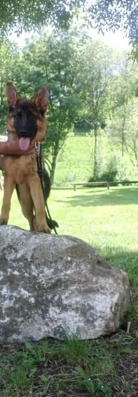 Berger allemand femelle 15 mois. 400 34290 Servian