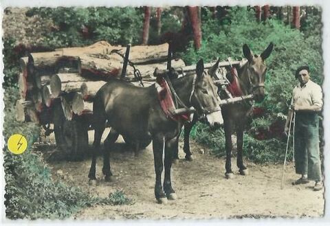 Attelages de mules 4 Castel-Sarrazin (40)